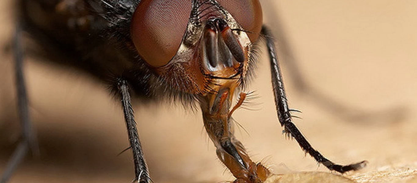 Μύγα στο φαγητό; - Τι να κάνω;